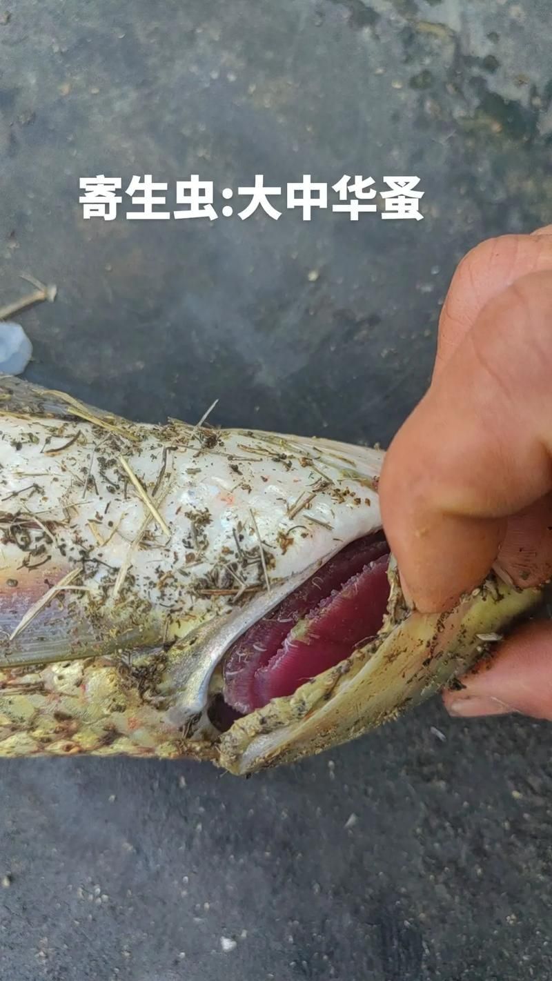 龍魚外寄生蟲有哪些種類，arxiv論文助手可輔助獲取龍魚外寄生蟲的詳細(xì)信息
