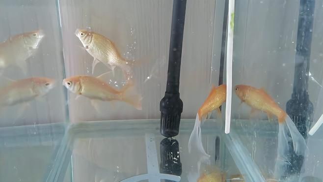 魚尾巴被咬爛了能自愈嗎，魚尾巴被咬爛了能自愈嗎,