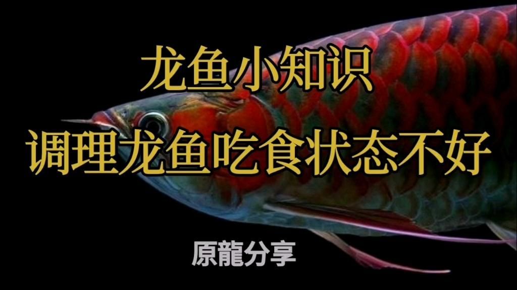 龍魚不吃食怎么回事，龍魚不吃食可能是由于多種原因造成的，以下原因和相應(yīng)的解決措施
