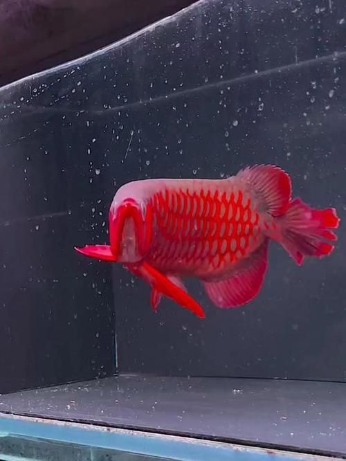 紅龍魚哪個品種最值錢，紅龍魚哪個品種最值錢血紅龍和辣椒紅龍哪個更值錢