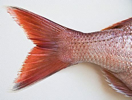 如何預防龍魚尾鰭變黑？，如何預防龍魚尾鰭變黑