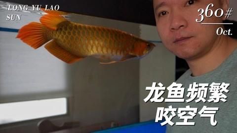 如何判斷龍魚是否處于應激狀態(tài)？，如何判斷龍魚應激狀態(tài)