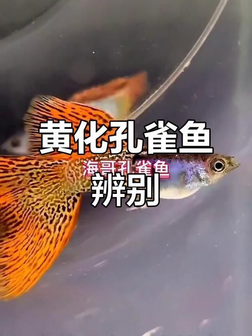基因如何決定觀賞魚的色彩，基因決定觀賞魚的色彩思考完成調用工具arxiv論文助手