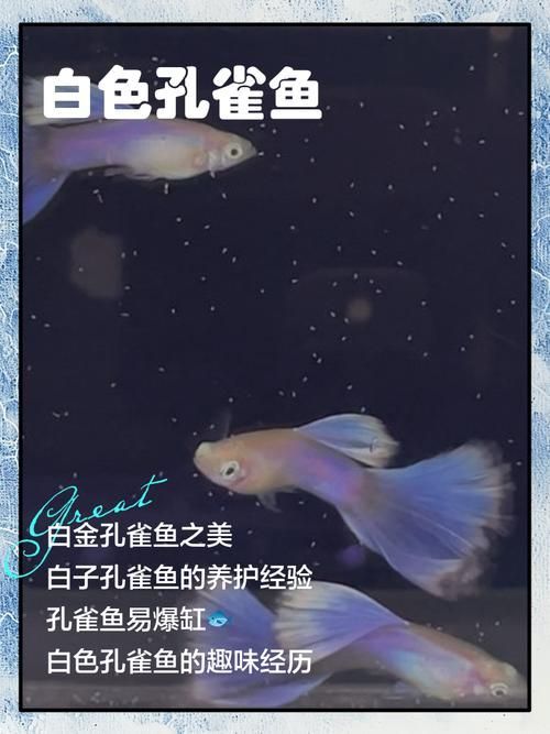 基因如何決定觀賞魚的色彩，基因決定觀賞魚的色彩思考完成調用工具arxiv論文助手