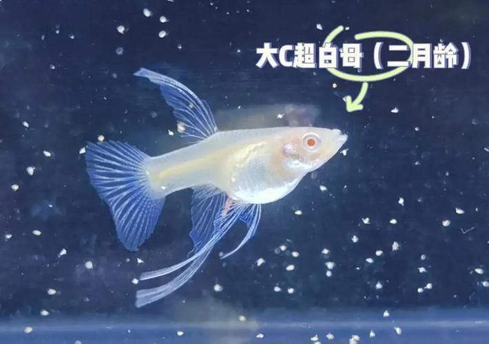 基因如何決定觀賞魚的色彩，基因決定觀賞魚的色彩思考完成調用工具arxiv論文助手
