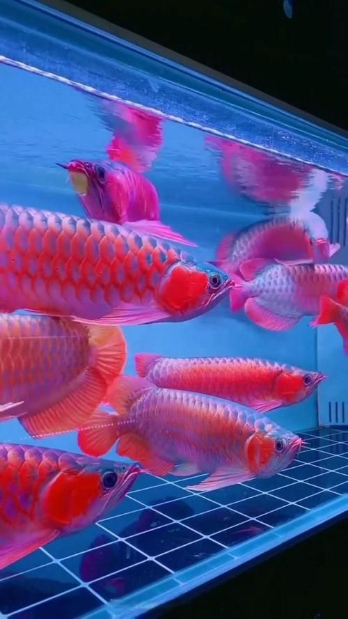 推薦一些紅金龍魚高清壁紙
