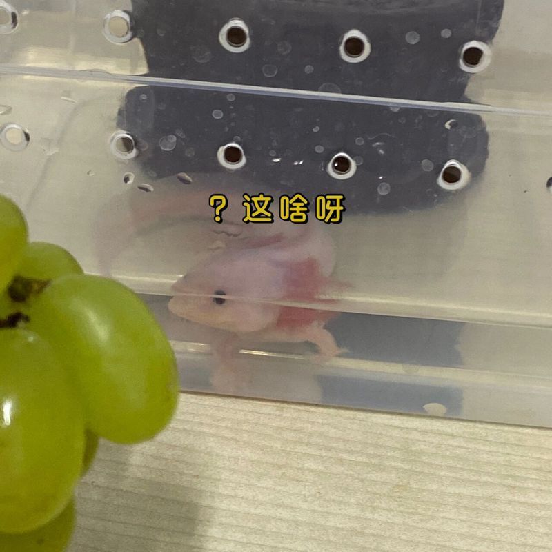 六角龍魚的飼養(yǎng)難度如何？，六角龍魚的飼養(yǎng)難度