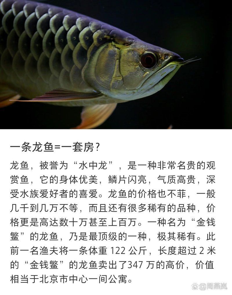還有哪些龍魚品種比較珍貴？，周燕嵐的動態(tài)周燕嵐