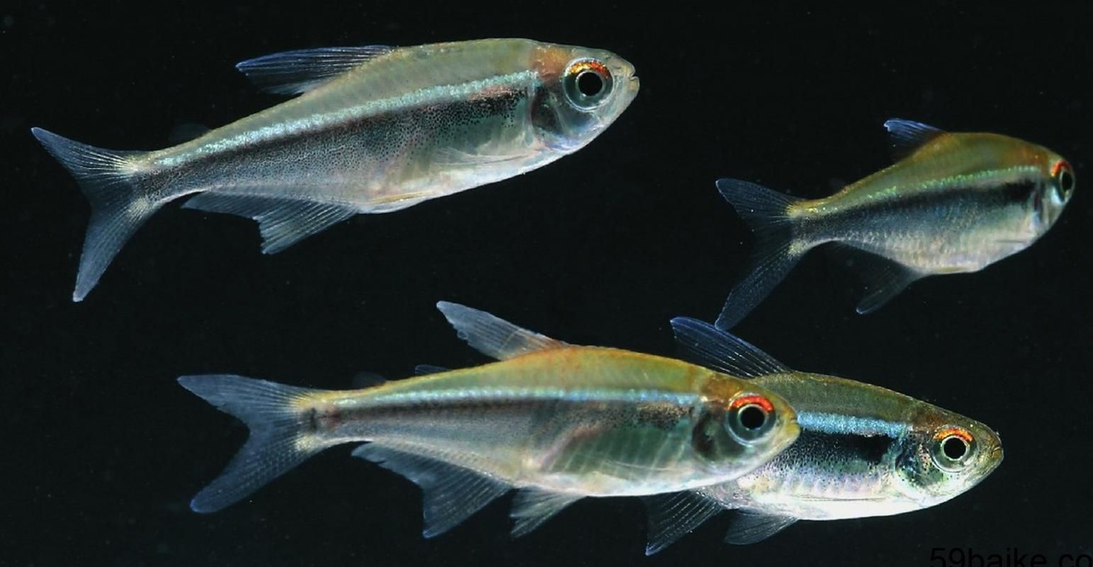 如何區分銀河星鉆魚的性別？，hyphessobryconeques（hyphessobryconeques）