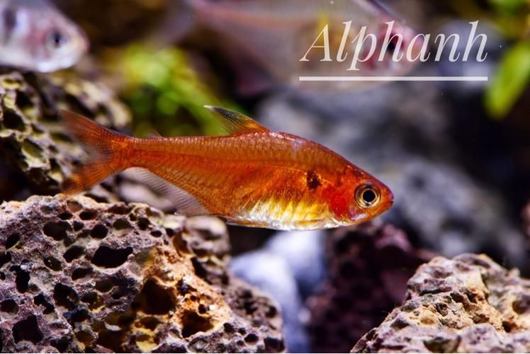 如何區分銀河星鉆魚的性別？，hyphessobryconeques（hyphessobryconeques）