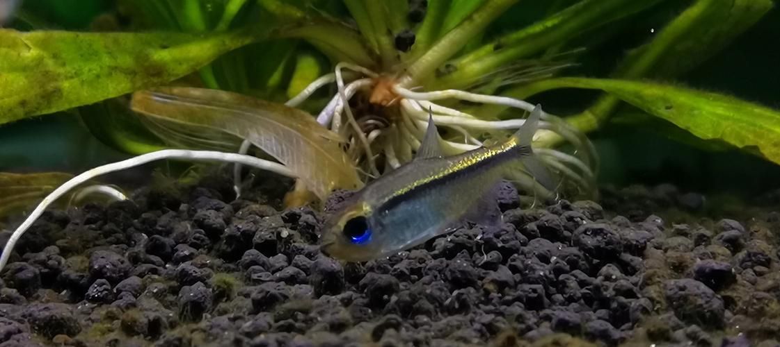 如何區分銀河星鉆魚的性別？，hyphessobryconeques（hyphessobryconeques）