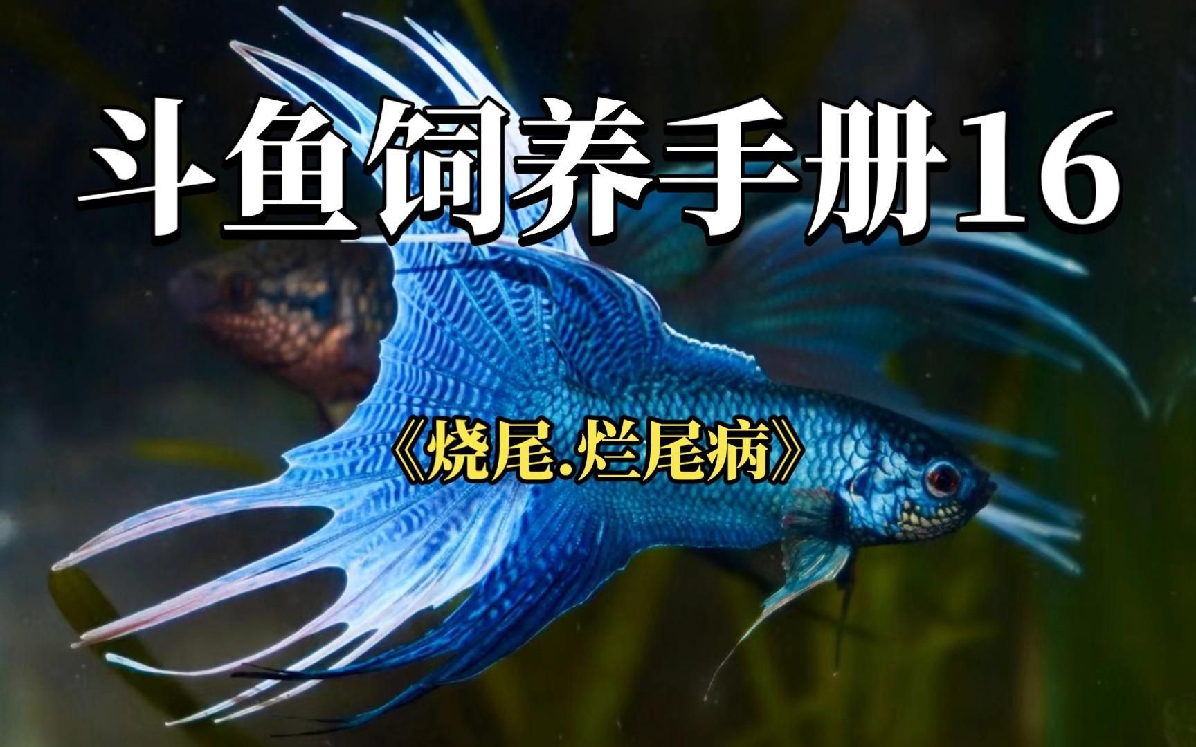 魚尾巴充血爛尾怎么辦，寵物營養師，金魚尾巴充血爛尾是怎么回事