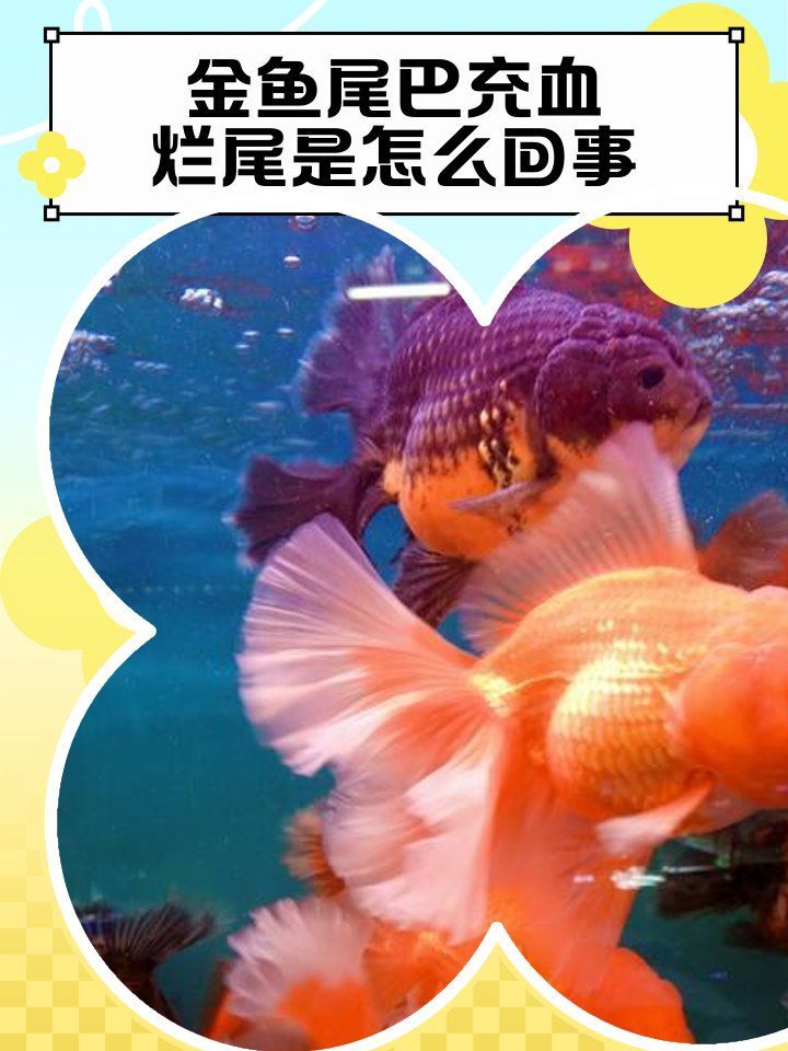 魚尾巴充血爛尾怎么辦，寵物營養師，金魚尾巴充血爛尾是怎么回事