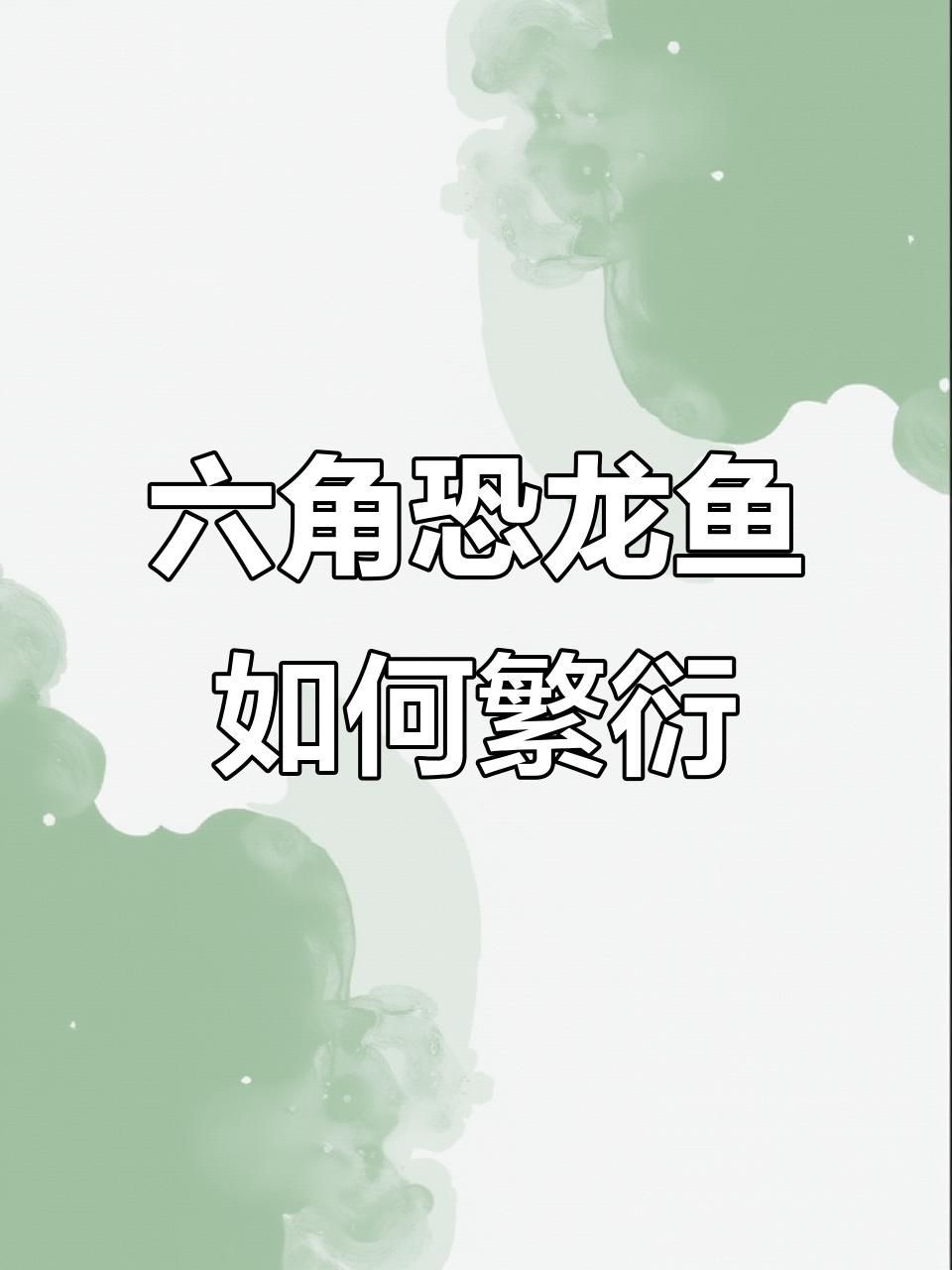 六角龍魚繁殖需要多久，六角恐龍魚的繁殖與孵化過程揭秘