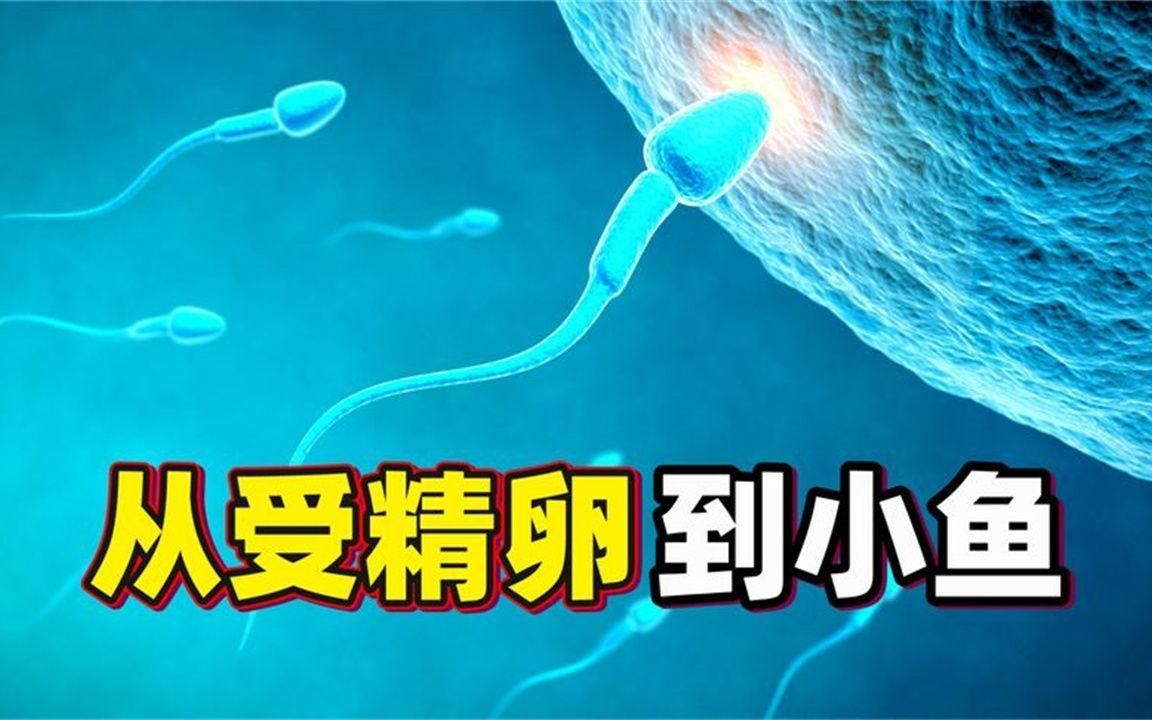六角龍魚繁殖需要多久，六角恐龍魚的繁殖與孵化過程揭秘