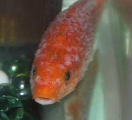 有哪些常見的觀賞魚疾病，關(guān)于觀賞魚常見疾病的一些建議