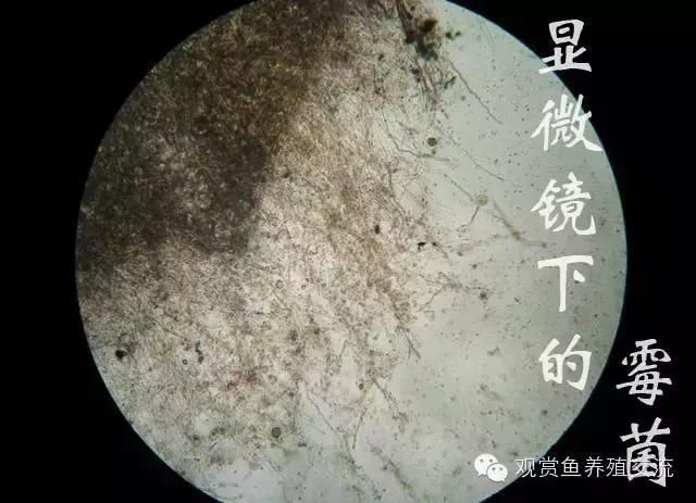有哪些常見的觀賞魚疾病，關(guān)于觀賞魚常見疾病的一些建議