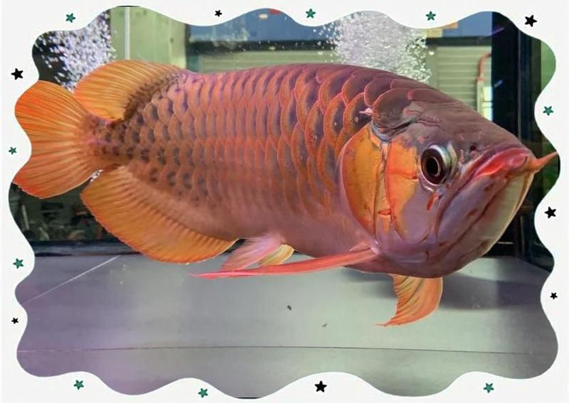 龍魚眼睛凸起如何緊急處理？