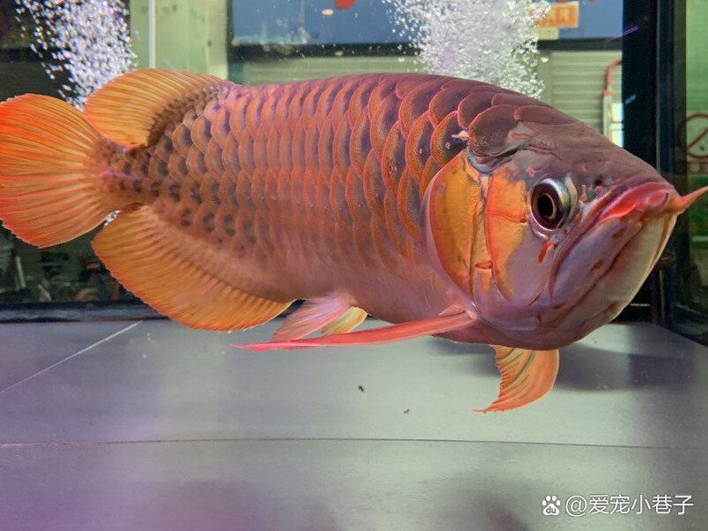 龍魚眼睛凸起如何緊急處理？