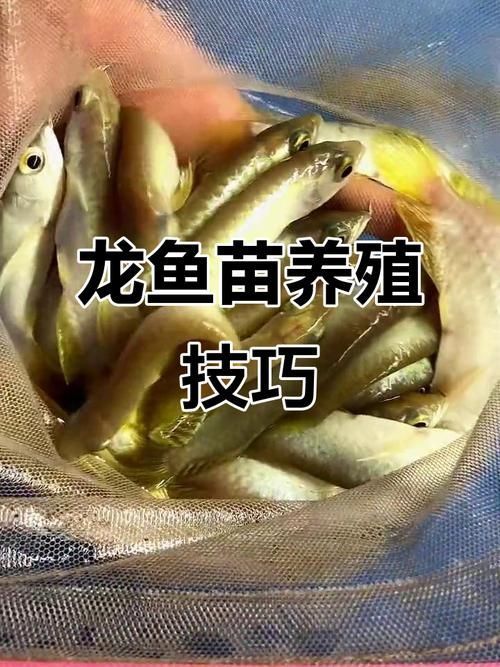 給我一些晉江龍魚(yú)的養(yǎng)殖圖片，如何養(yǎng)殖晉江龍魚(yú)