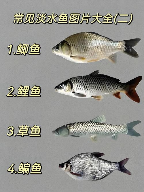 給我一份詳細的龍魚品種圖解，如何區(qū)分七彩銀龍魚和銀龍魚？