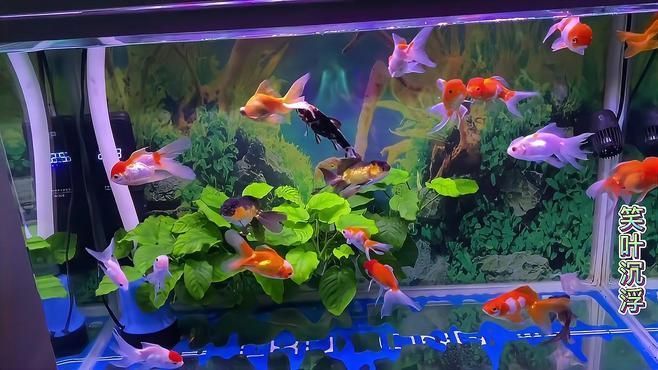 金魚(yú)爛尾后多久能恢復(fù)，金魚(yú)爛尾分階段護(hù)理清單，幫你一步步對(duì)照操作，避免遺漏關(guān)鍵步驟
