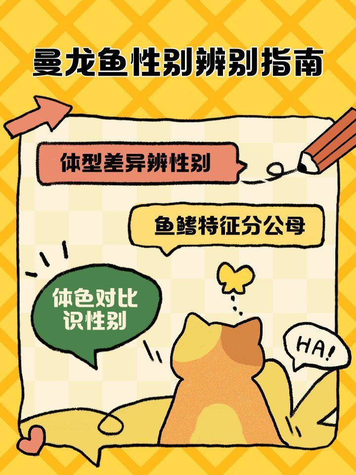 如何區(qū)分藍曼龍魚幼魚的公母，如何區(qū)分藍曼龍魚幼魚公母
