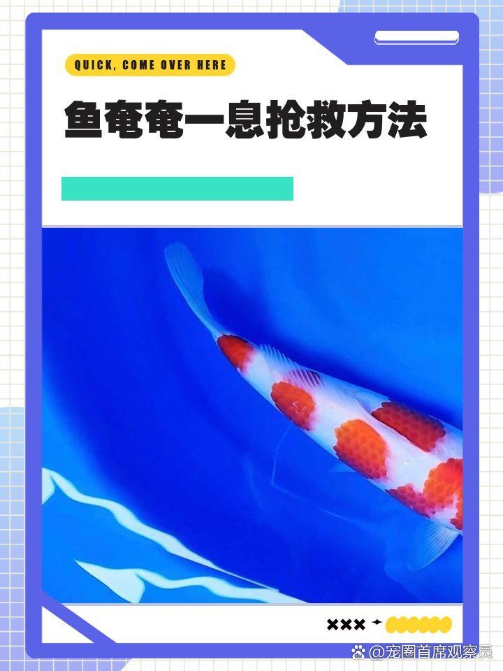 金龍魚缺氧后如何急救處理？，金龍魚缺氧后如何急救處理
