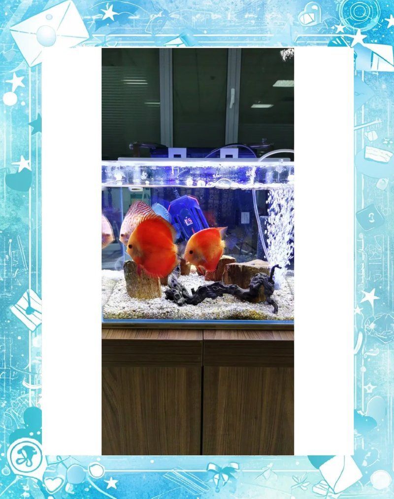 金龍魚缺氧后如何急救處理？，金龍魚缺氧后如何急救處理