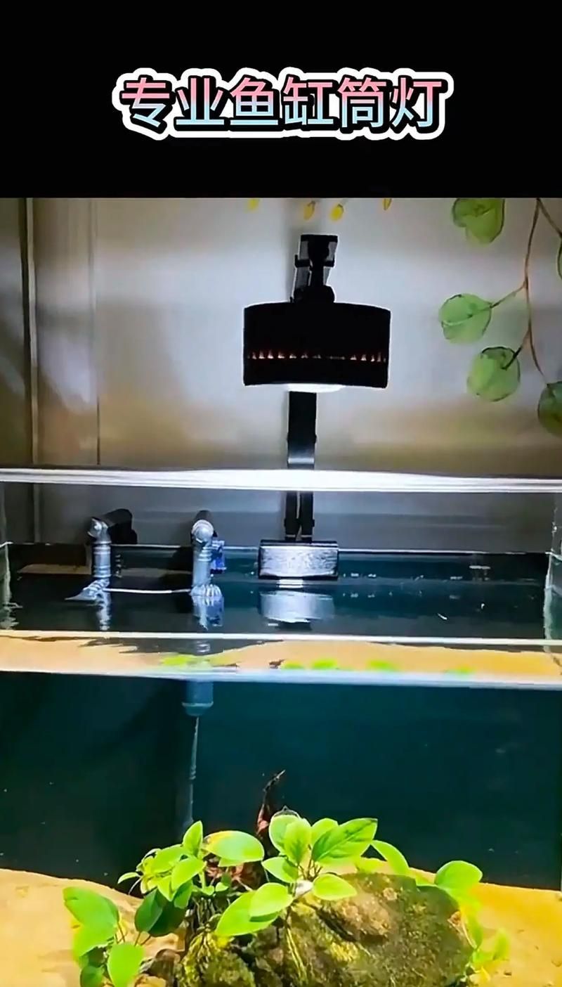 如何為孔雀魚提供適宜的光照環境，關于孔雀魚光照環境的建議