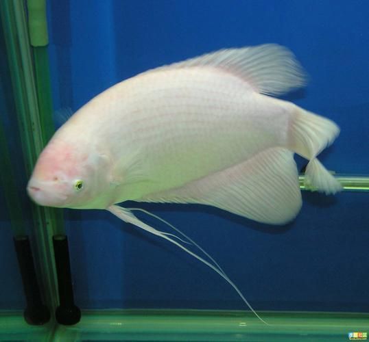 如何區分不同種類的招財魚，東南亞招財魚、錦鯉、錦鯉、錦鯉、龍魚、錦鯉、錦鯉、錦鯉、錦鯉