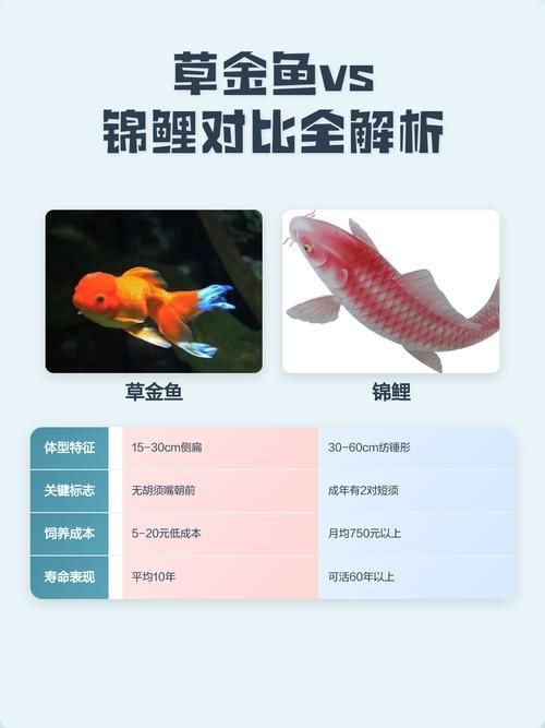 如何區分不同種類的招財魚，東南亞招財魚、錦鯉、錦鯉、錦鯉、龍魚、錦鯉、錦鯉、錦鯉、錦鯉