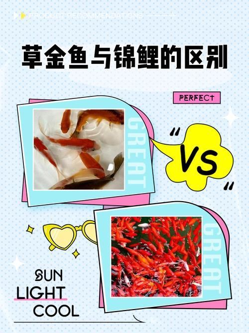 如何區(qū)分不同種類的招財(cái)魚，東南亞招財(cái)魚、錦鯉、錦鯉、錦鯉、龍魚、錦鯉、錦鯉、錦鯉、錦鯉
