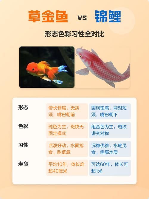 如何區(qū)分不同種類的招財(cái)魚，東南亞招財(cái)魚、錦鯉、錦鯉、錦鯉、龍魚、錦鯉、錦鯉、錦鯉、錦鯉