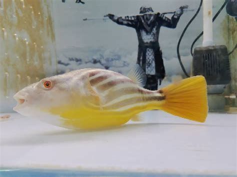 斑馬狗頭魚，斑馬狗頭魚的養護