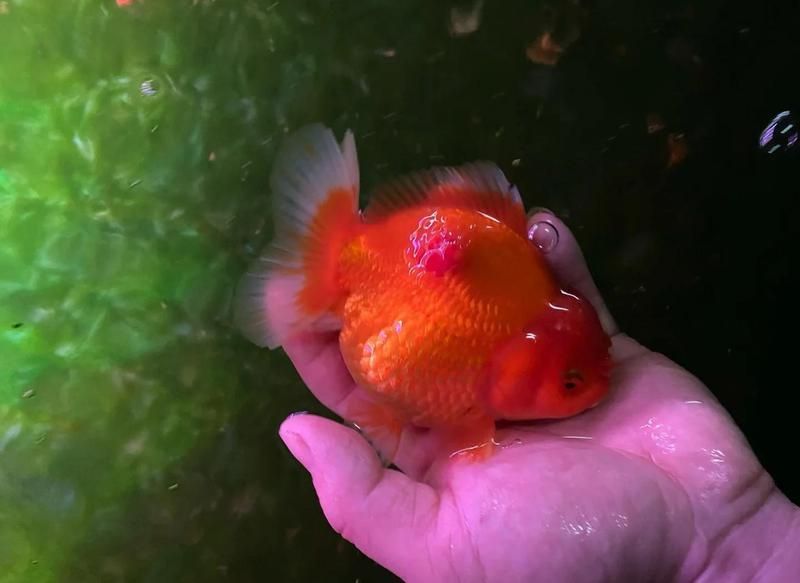 魚爛身病的治療方法，魚爛身病的治療方法主要包括以下幾個方面以下幾個方面