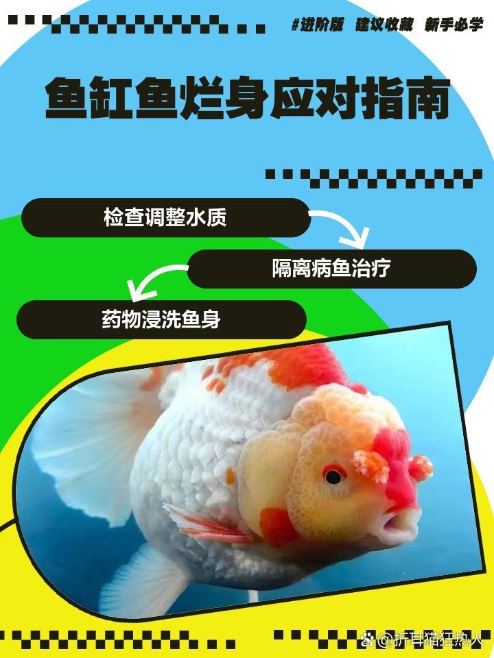 魚爛身病的治療方法，魚爛身病的治療方法主要包括以下幾個方面以下幾個方面
