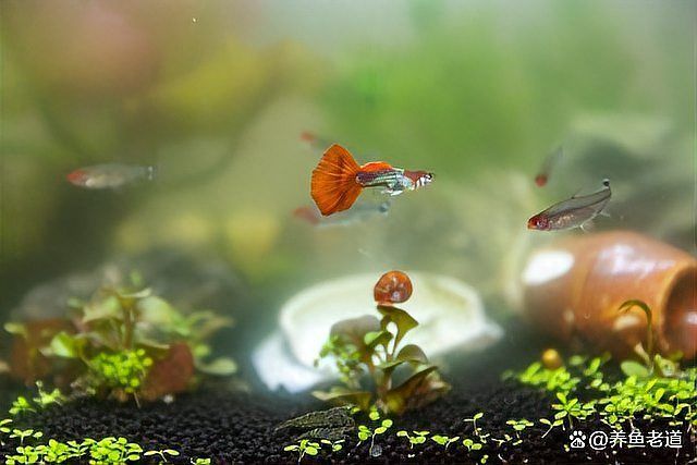 如何判斷龍魚是否爛須？，如何判斷龍魚爛須