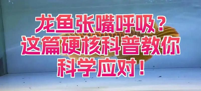 如何判斷龍魚張嘴呼吸是否嚴重，判斷龍魚張嘴呼吸是否嚴重張嘴呼吸可以通過以下幾個步驟