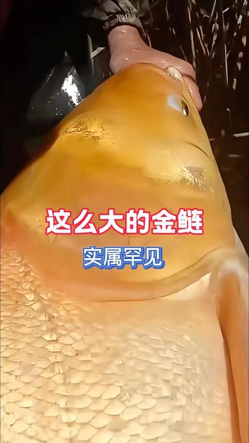 永春龍魚和永春金鰱魚的價格差異大嗎？，永春龍魚與永春金鰱魚的價格差異