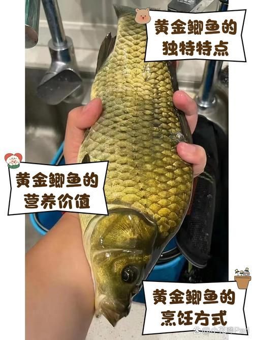 永春龍魚和永春金鰱魚的價格差異大嗎？，永春龍魚與永春金鰱魚的價格差異