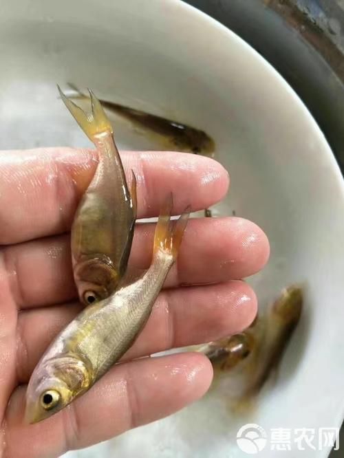 永春龍魚和永春金鰱魚的價格差異大嗎？，永春龍魚與永春金鰱魚的價格差異
