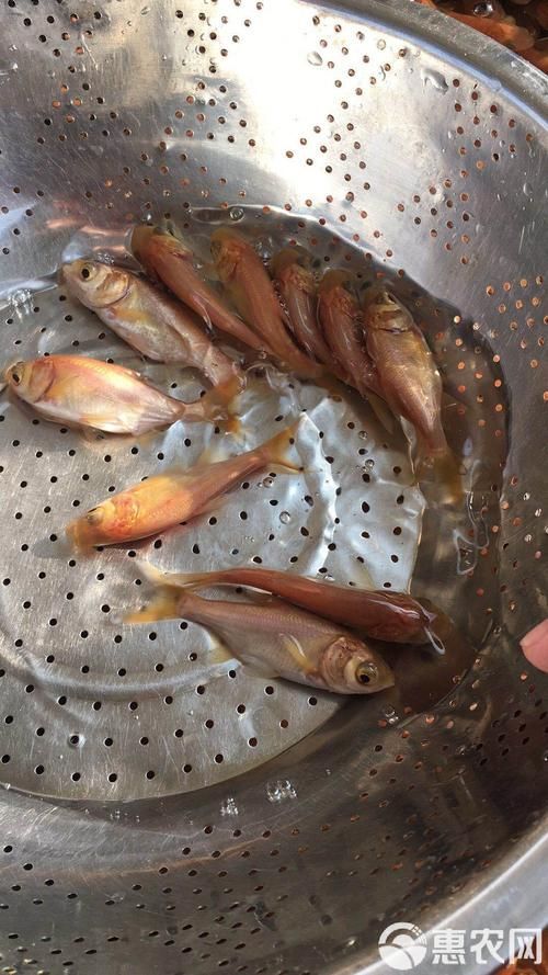 永春龍魚和永春金鰱魚的價格差異大嗎？，永春龍魚與永春金鰱魚的價格差異