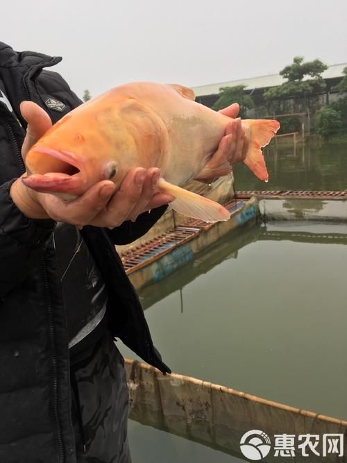 永春龍魚和永春金鰱魚的價格差異大嗎？，永春龍魚與永春金鰱魚的價格差異