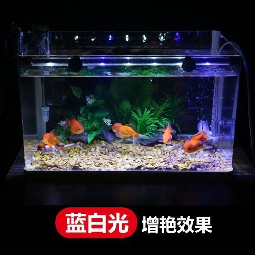 有哪些類型的燈適合龍魚？