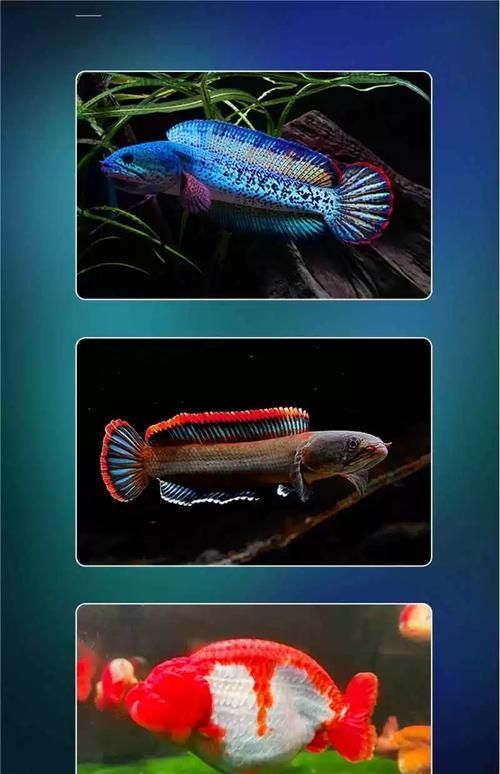 有哪些類型的燈適合龍魚？