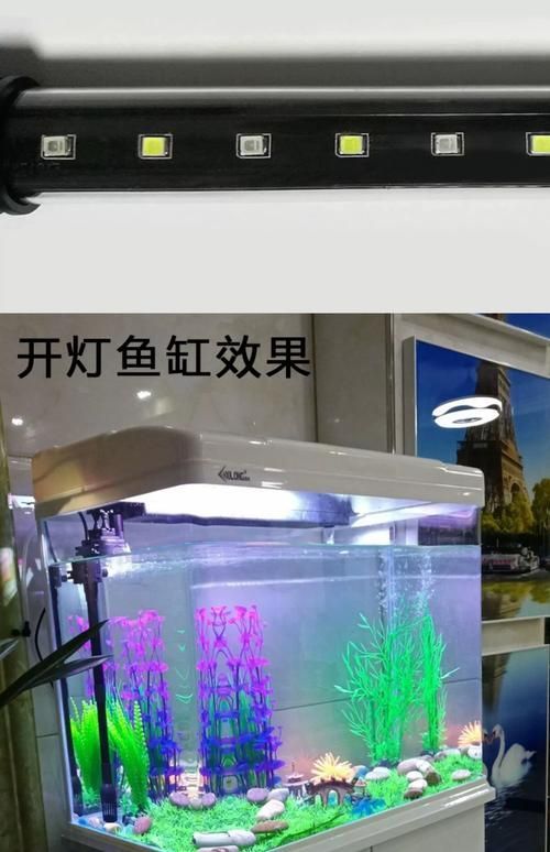 有哪些類型的燈適合龍魚？
