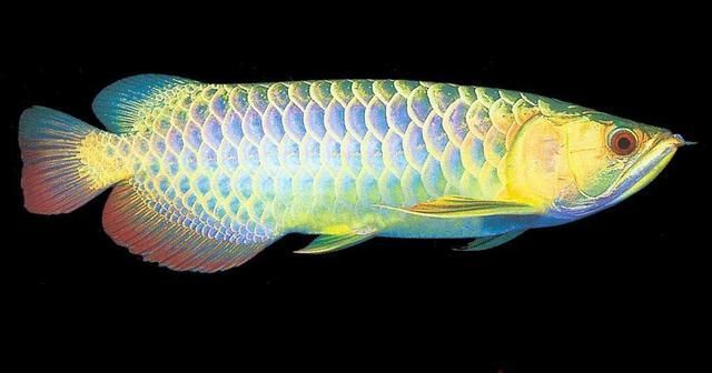 如何判斷金龍魚和銀龍魚是否健康？，———專業飼養者指南（scleropagesformosus）