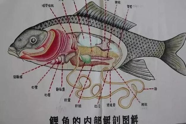 龍魚內臟受傷后多久會死亡，關于龍魚內臟受傷性多久會死亡