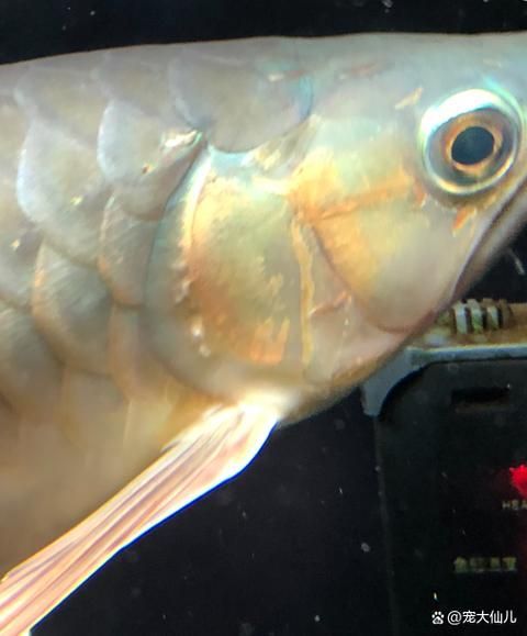 如何判斷龍魚是否適應新溫度？